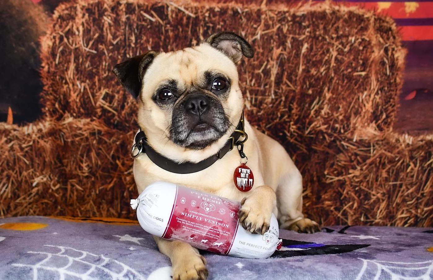 Fibre for Dogs: Do Dogs Need Fibre?