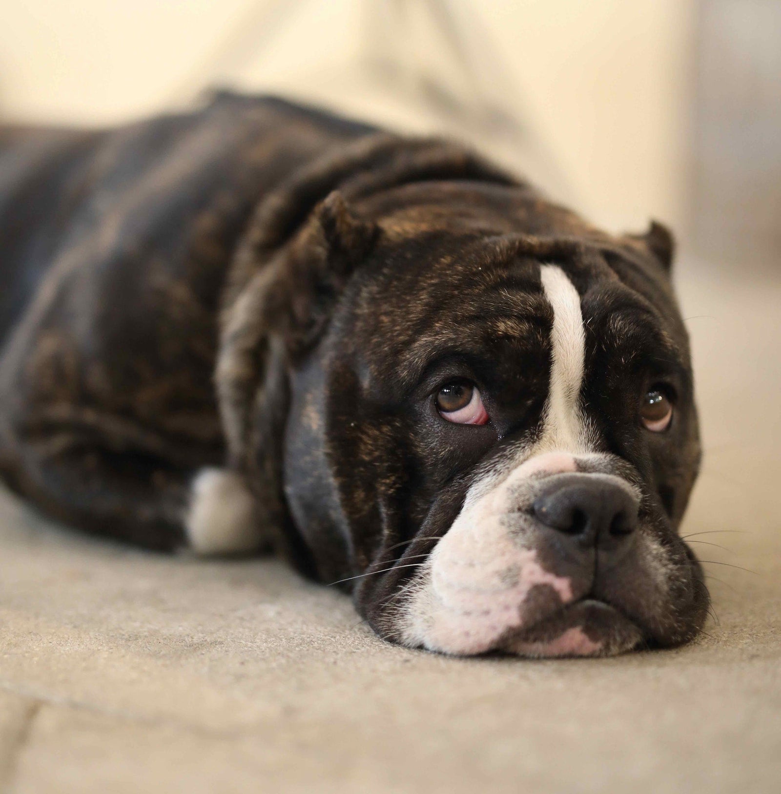 Dog Gastroenteritis: Symptoms & Treatments