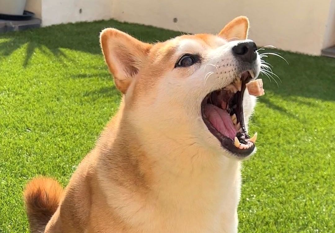 What To Do When Your Dog Is A Fussy Eater