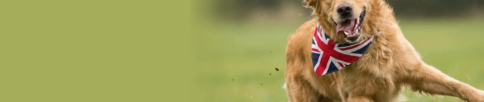 Grain Free Dog Food collection