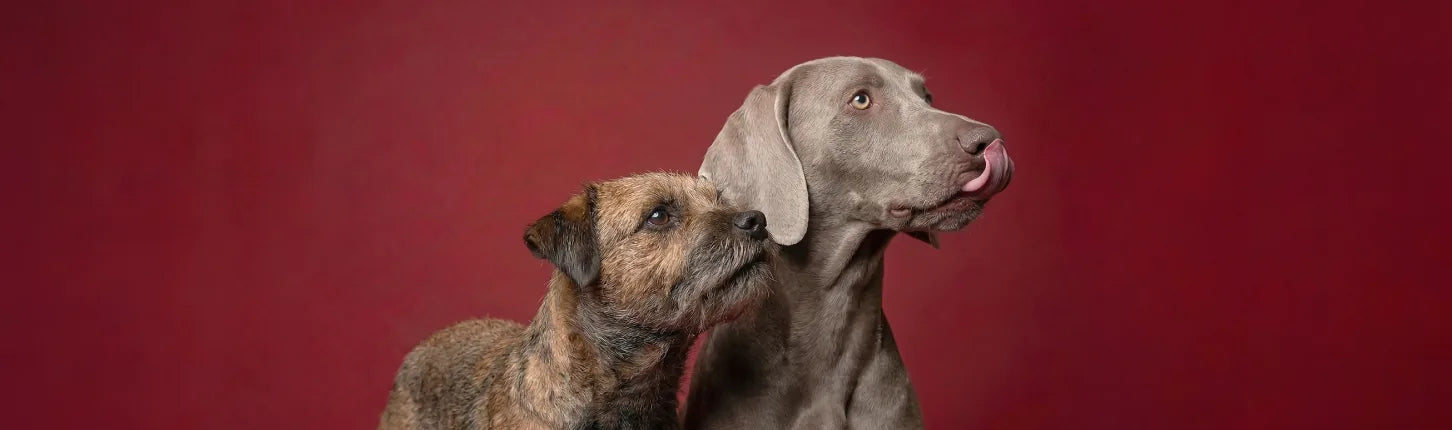 Adult dog food collection banner