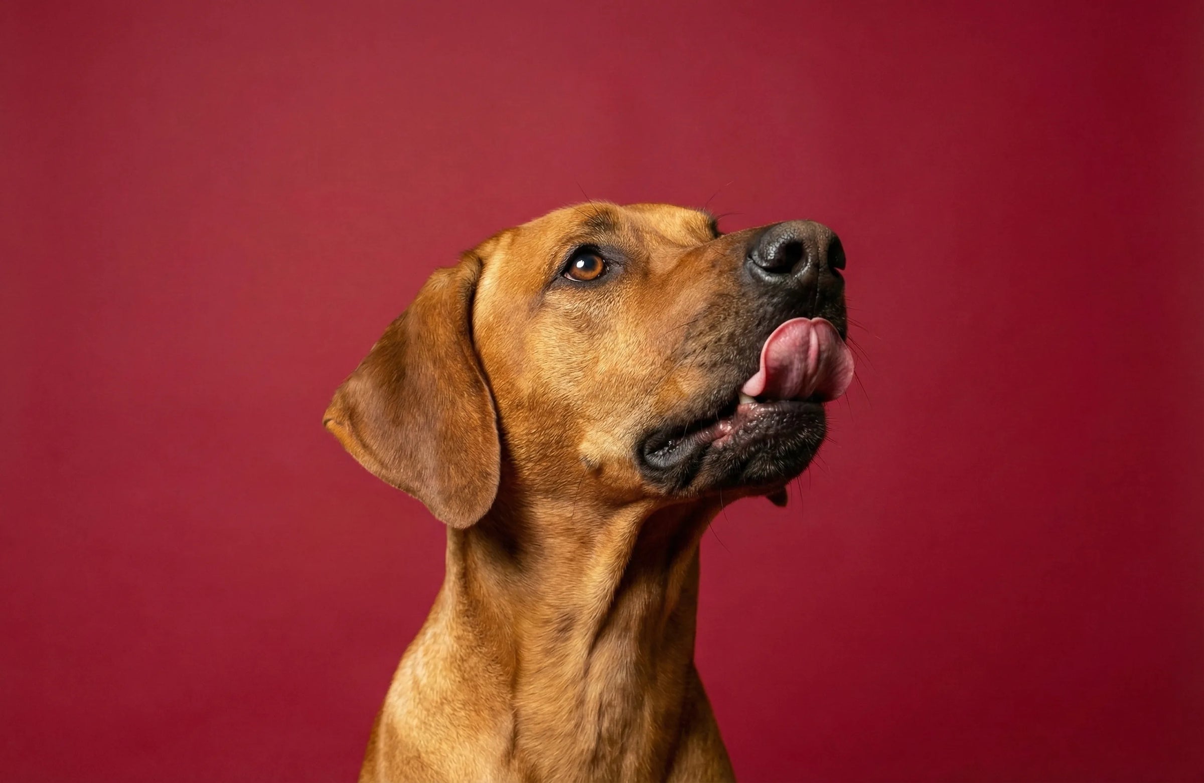 Dog Red