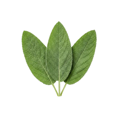 Sage