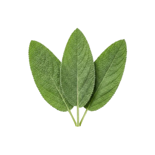 Sage